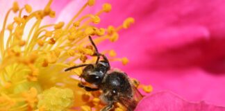 Bee pollinating a rose