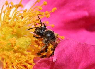 Bee pollinating a rose