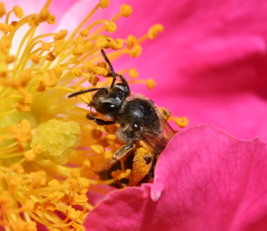 Bee pollinating a rose