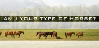 Horses