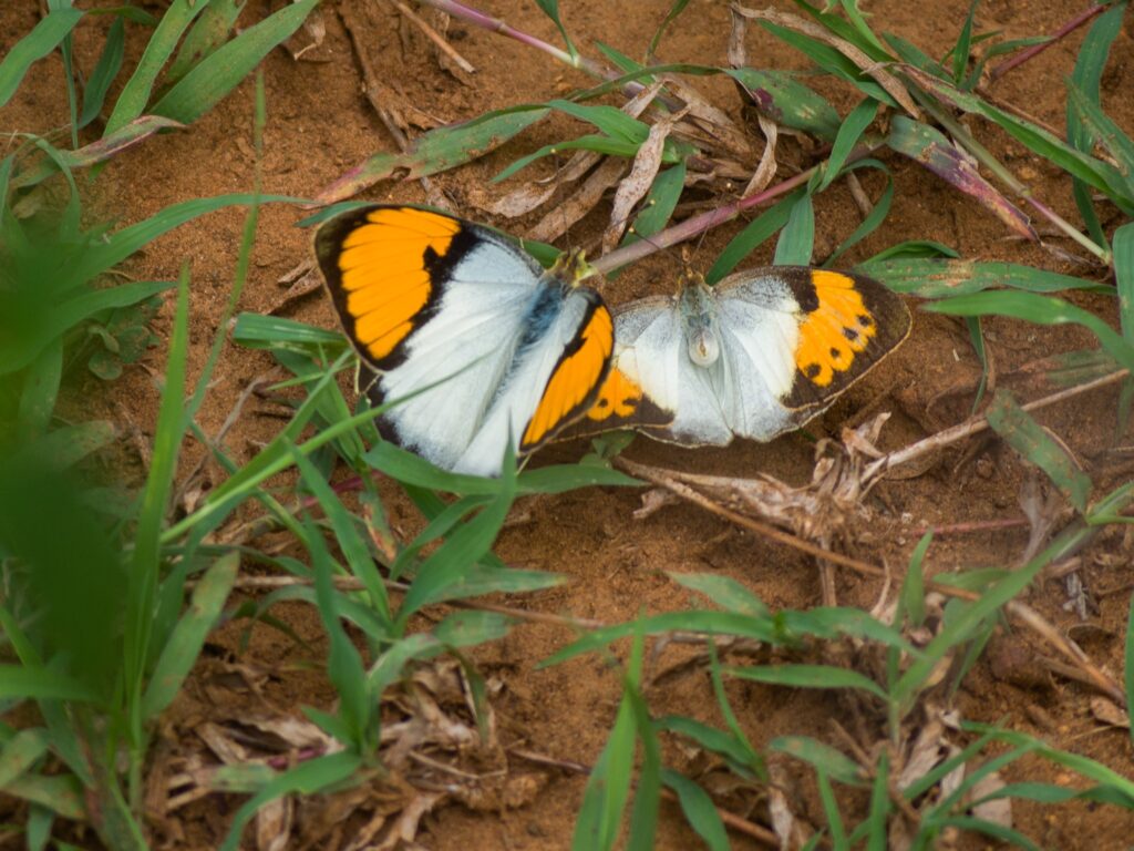 Pair of White Orange tips