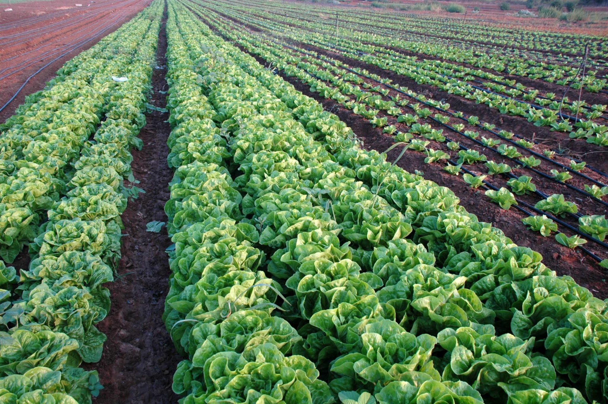 Agriculture in Israel