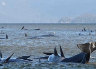 90 of Australia whales dead in mass stranding off Tasmania