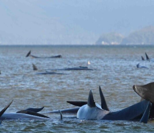 90 of Australia whales dead in mass stranding off Tasmania