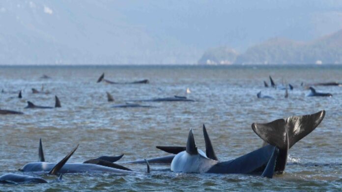 90 of Australia whales dead in mass stranding off Tasmania