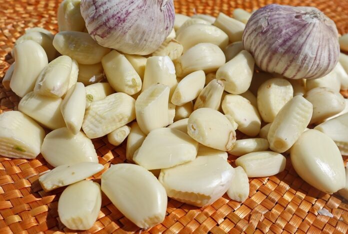 Garlic