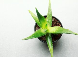 Aloe Vera