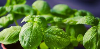 Basil Leaves