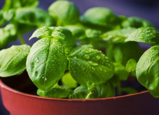 Basil Leaves