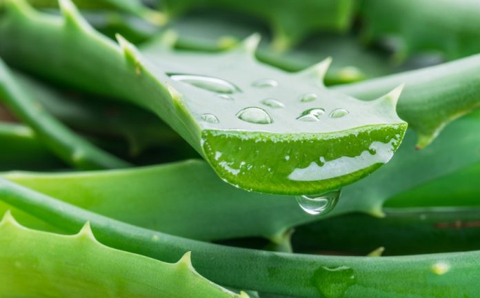 Best Aloe Vera gel