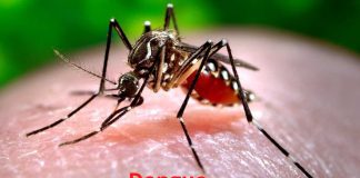 Dengue Fever