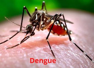 Dengue Fever