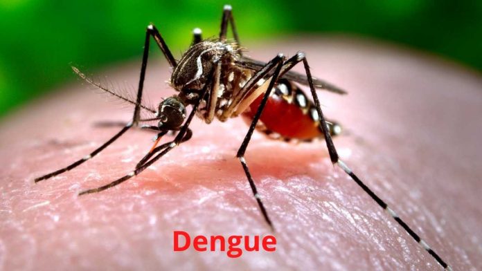 Dengue Fever