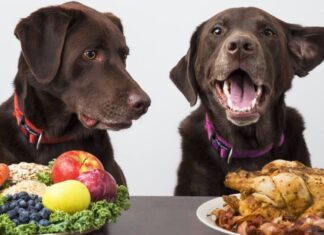 Food Allergy Symptoms in Your Pet