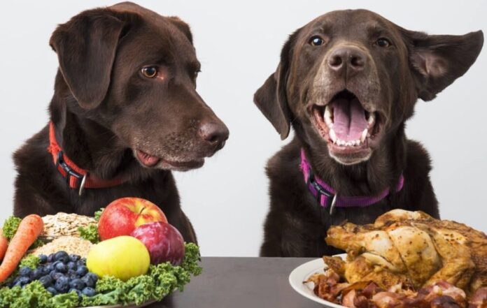 Food Allergy Symptoms in Your Pet