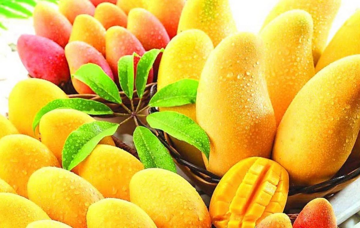 Mango fruit