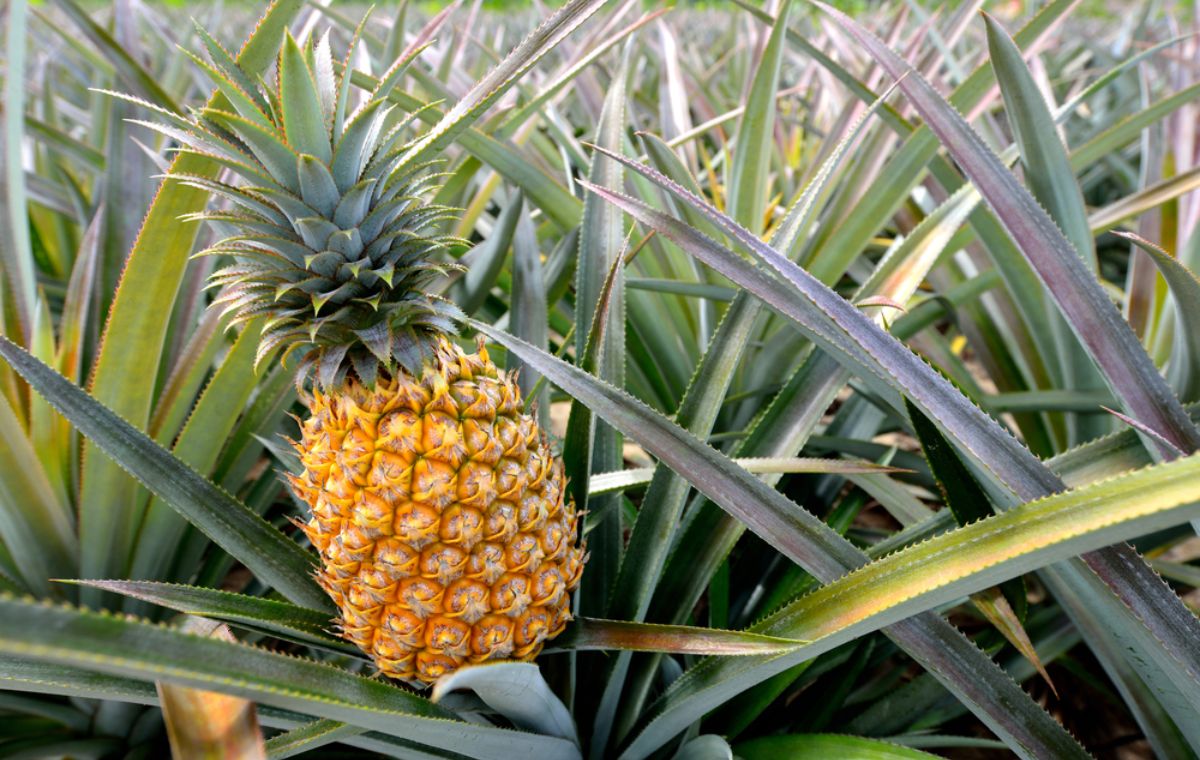 pineapple