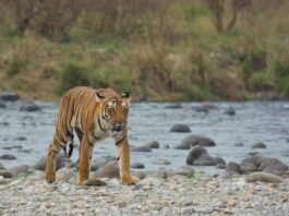 Jim-Corbett-National-Park