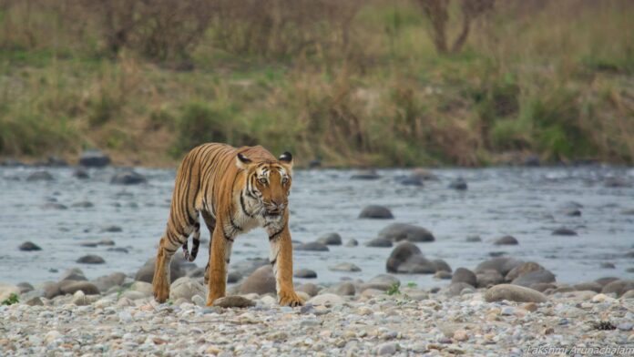 Jim-Corbett-National-Park