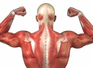 What are the symptoms of Long Covid in the muscles