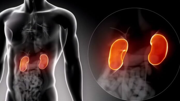 Habits that Harm Your Kidneys