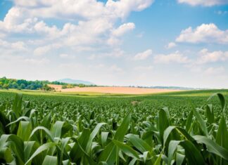 Grain Producing countries in the World