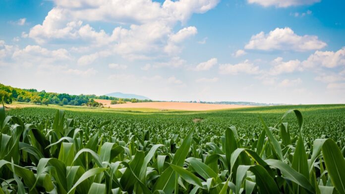 Grain Producing countries in the World