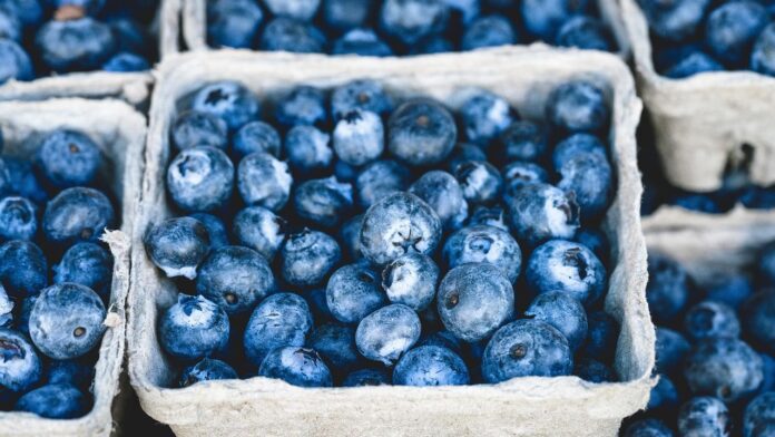 Largest Exporters of Blueberries in the World