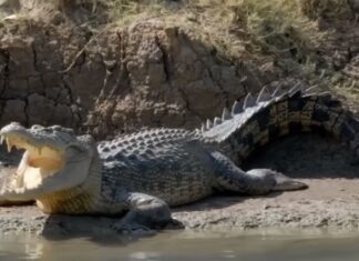 Bangka Island Crocodile Attacks Indonesia