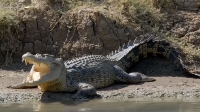 Bangka Island Crocodile Attacks Indonesia