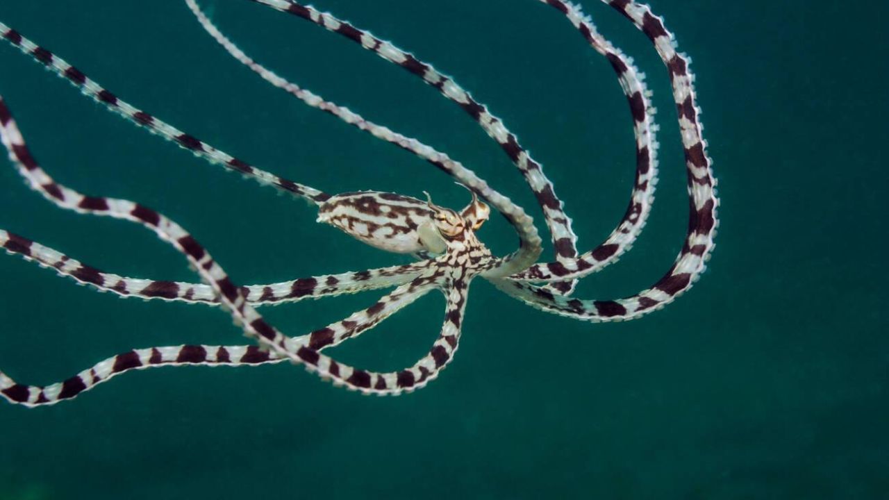 Mimic Octopus