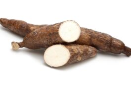 Cassava Health Risks