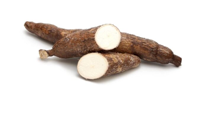 Cassava Health Risks