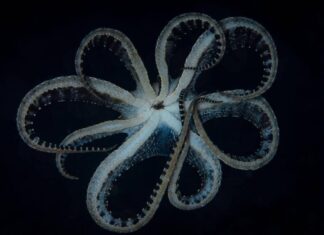 Mimic Octopus