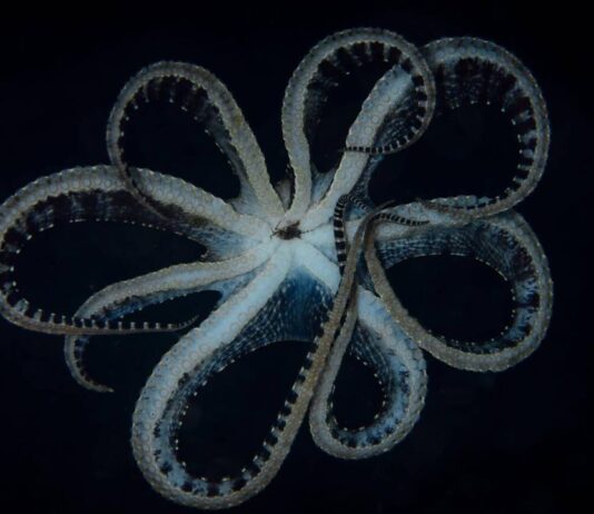 Mimic Octopus