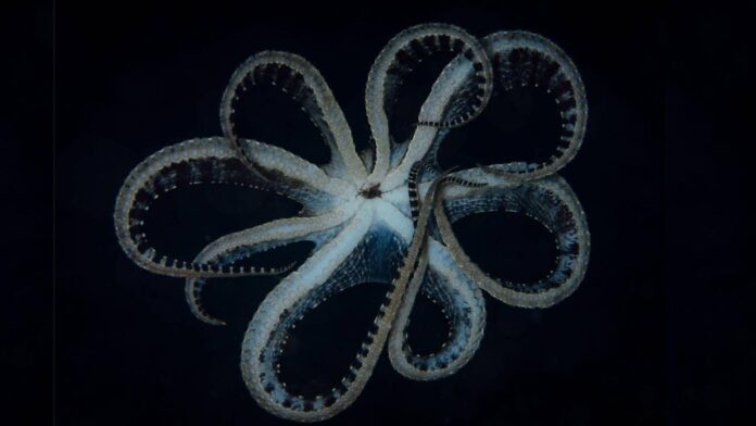 Mimic Octopus