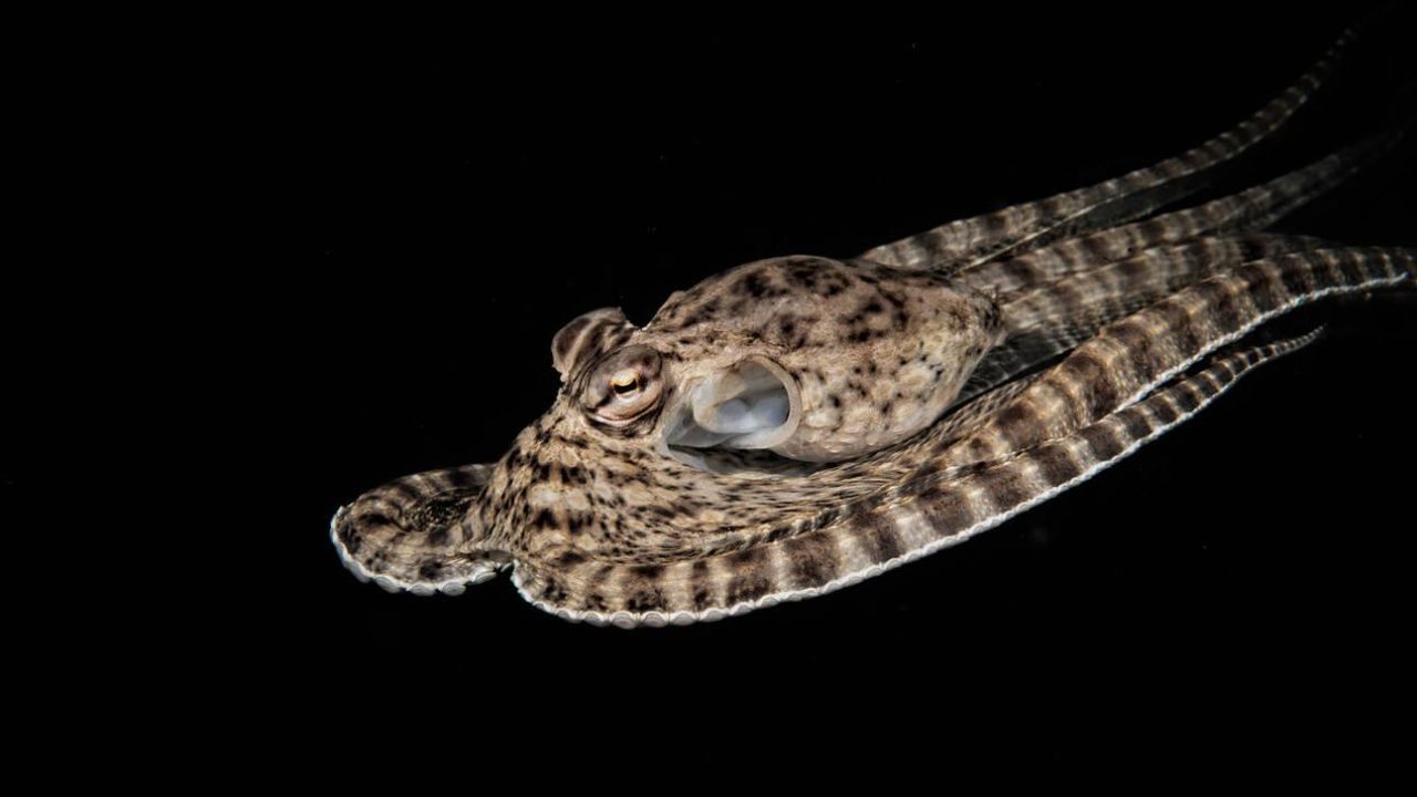 Mimic Octopus